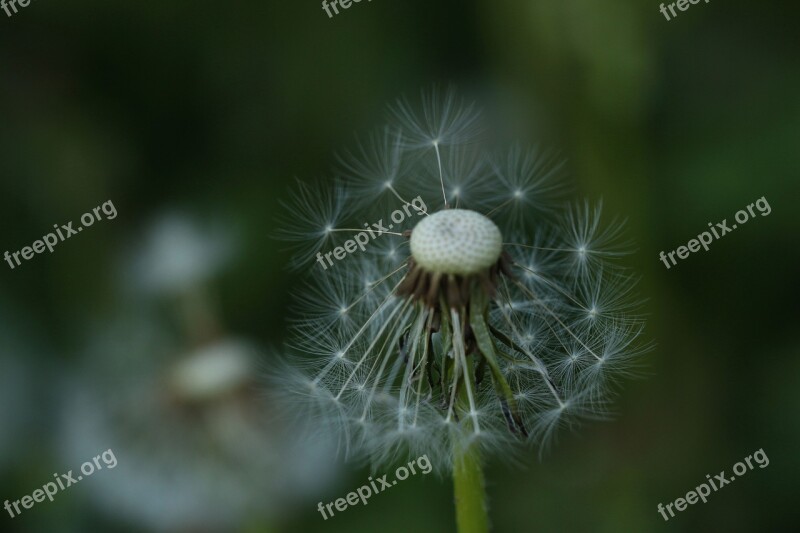 Dandelion Spread Flower Nature Plant