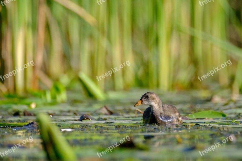 Common Moorhen Gallinula Chloropus Bird Nature Reed