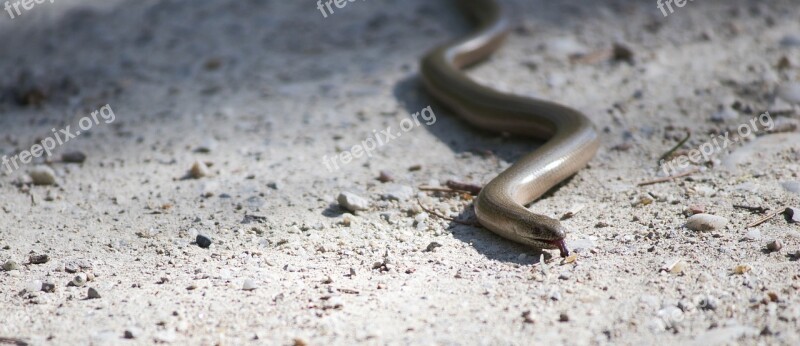 Slow Worm Auenwald Animal Nature Animal World