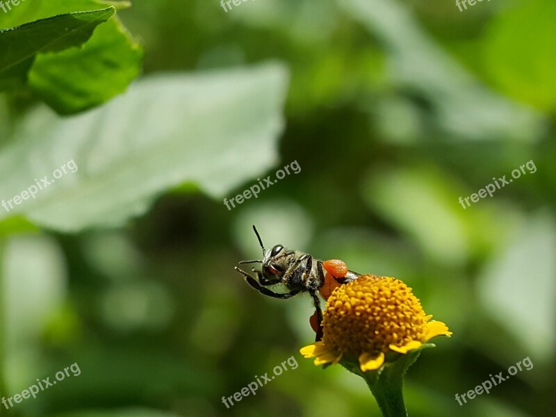 Bees Insects Flower Animal Hymenoptera