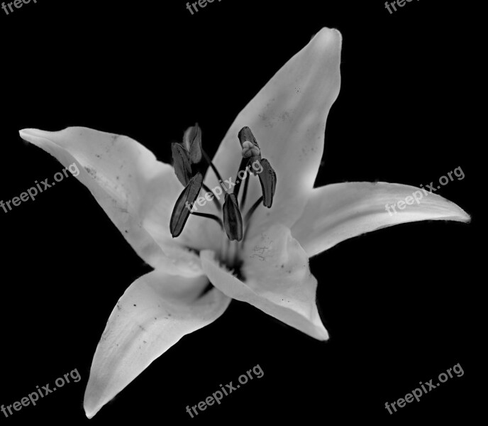 Lys Flower Fleur De Lis Nature Spring