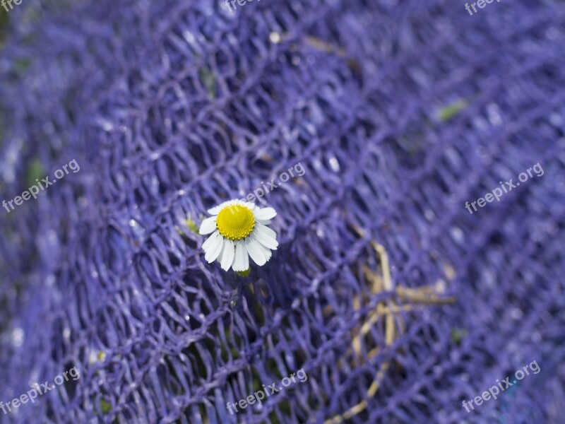 Daisy Flower Purple Spring Flora