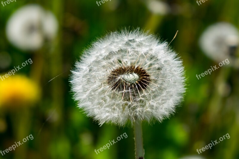 Nuns Sonchus Oleraceus Doctor's Office Flower Spring