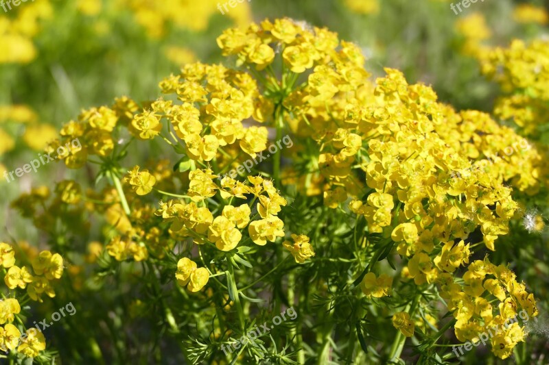 Flower Plant Nature Yellow Meadow