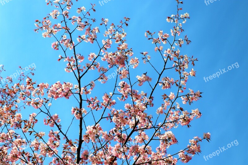 Sakura Sky Pink Nature Bloom