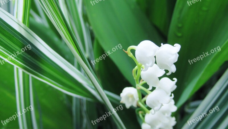 Lily Of The Valley White Flower Green Spring Free Photos