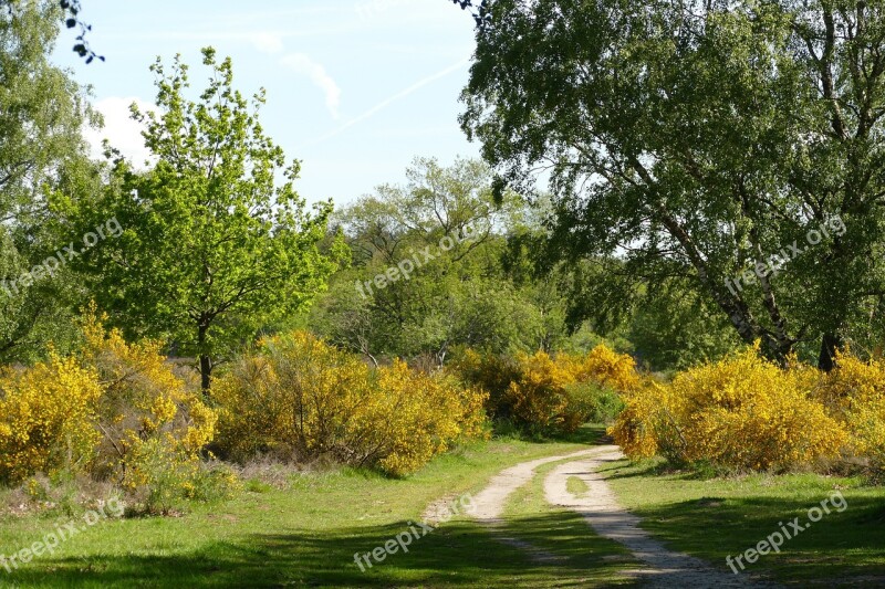 Heide Broom Flora Wild Yellow