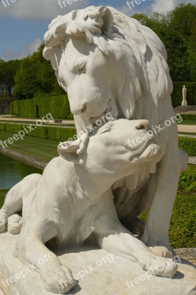 Lion Lioness Mammal Fauna Licking