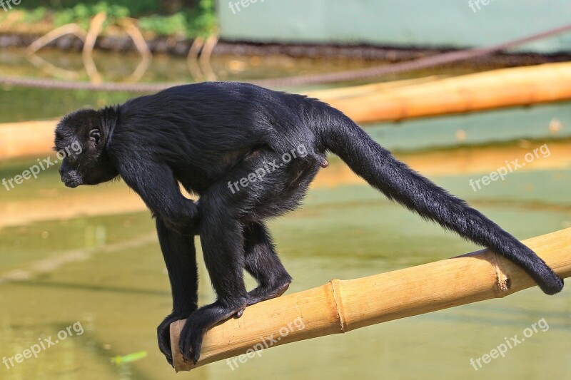 Zoo Munich Hellabrunn Mammal Monkey