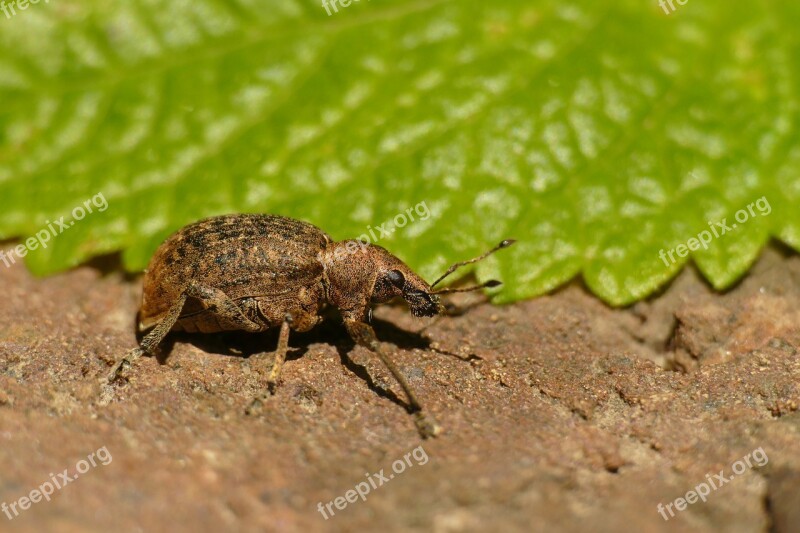 Hypera Zoilus Large Clover-cocoon Weevil Macro Beetle Nature