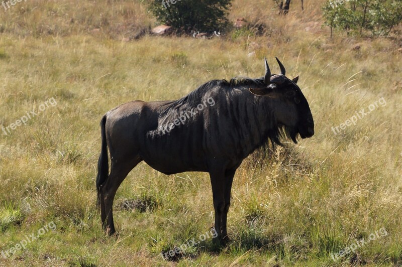 Africa Gnu Animal World Wilderness Free Photos