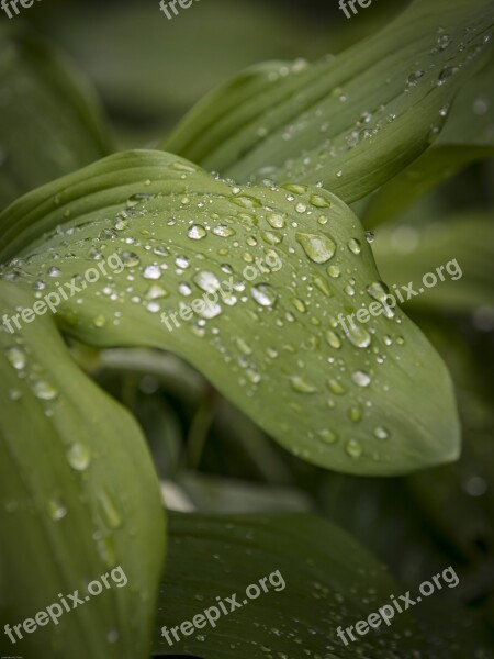 Leaf Drip Nature Water Rain