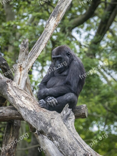 Gorilla Animal Monkey Furry Portrait