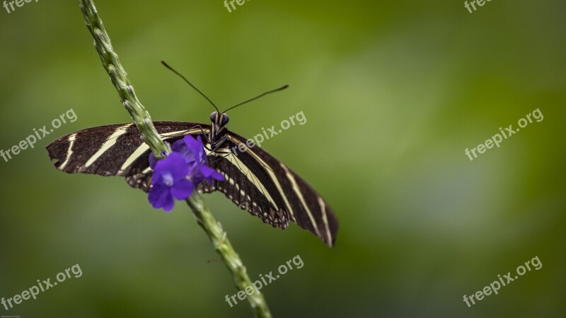 Butterfly Insect Nature Wing Animal