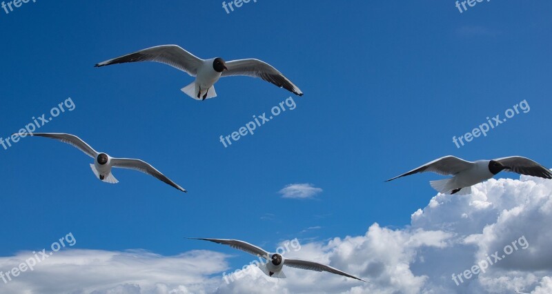 Gulls Baltic Sea Zingst Vacations Beach