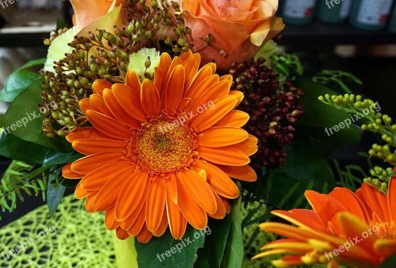 Daisies Flower Orange Blossom Bloom