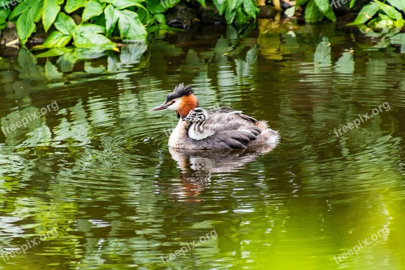 Great Crested Grebe Young Baby Animal Nature Cute