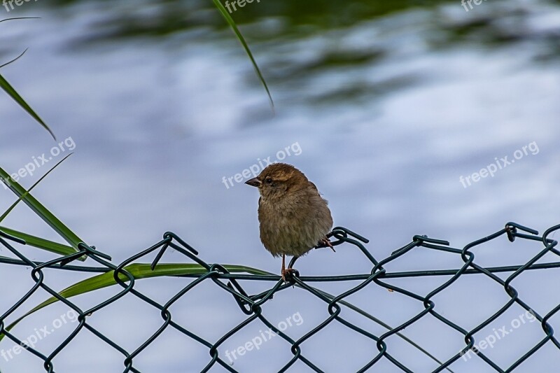 Sparrow Bird Nature Animal Animal World