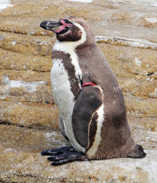 Humboldt Penguin Ozeaneum Stralsund Exhibition Sea