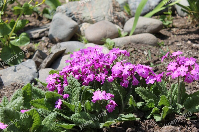 Primrose Flowers Spring Purple Nature