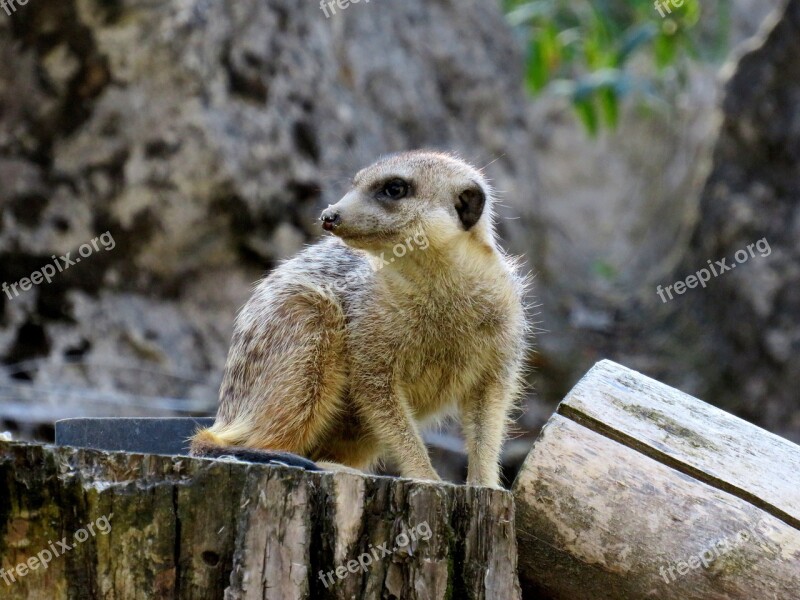 Meerkat Nature Mammal Animal Cute