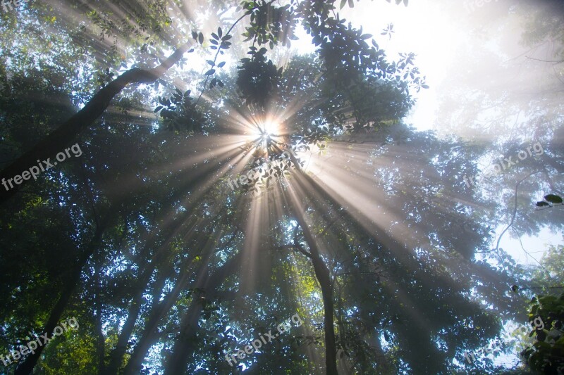 Sunshine The Sun Tree Green Free Photos