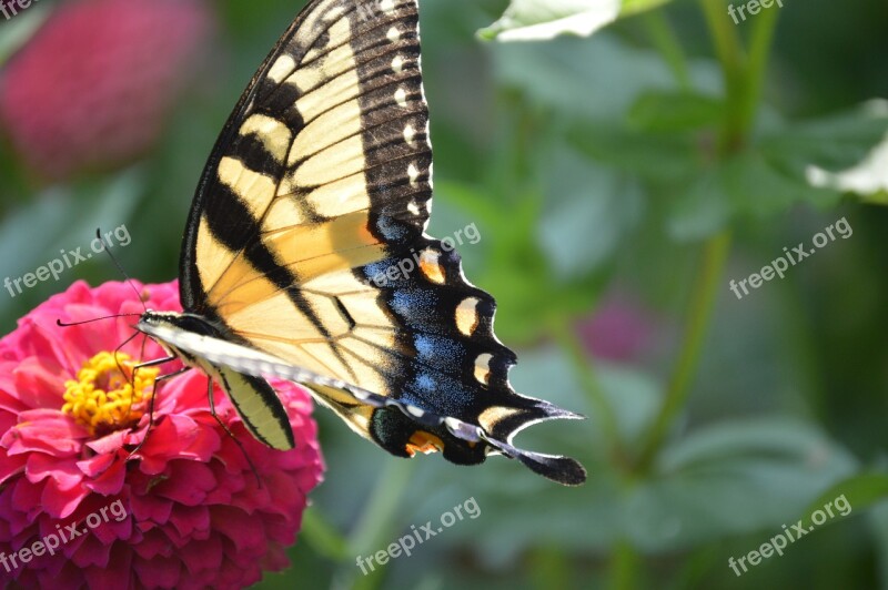 Butterfly Summer Spring Insect Flower