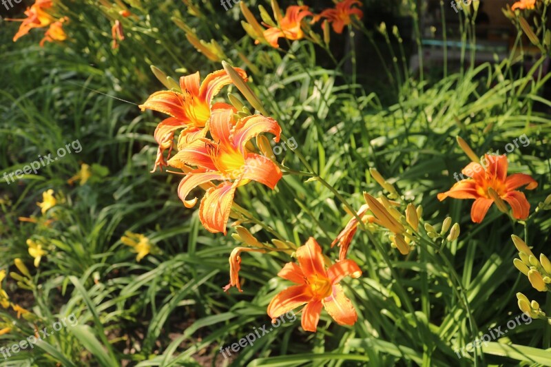 Flowers Orange Spring Garden Tulip