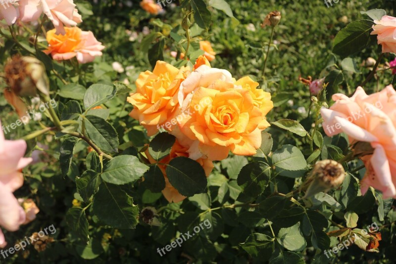 Yellow Green Roses Nature Bloom