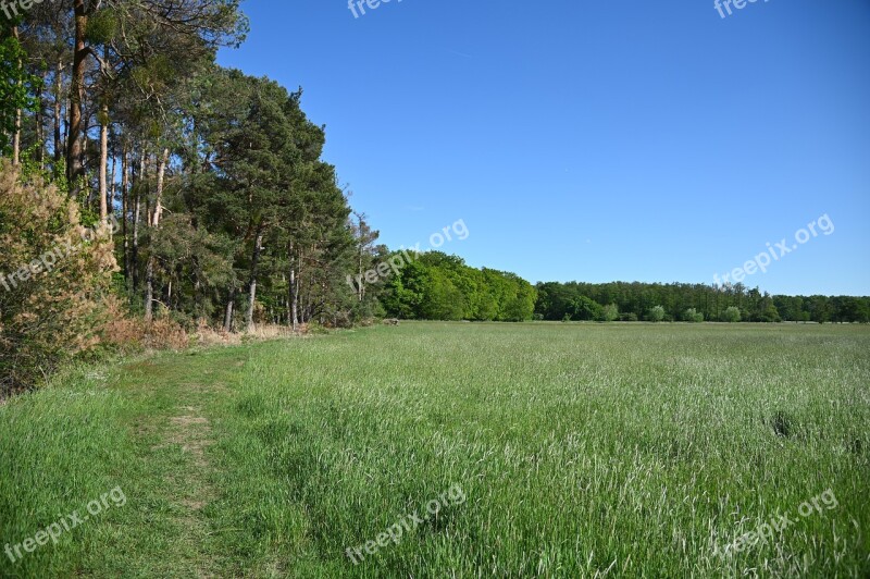 Forest Nature Away Flowers Hiking