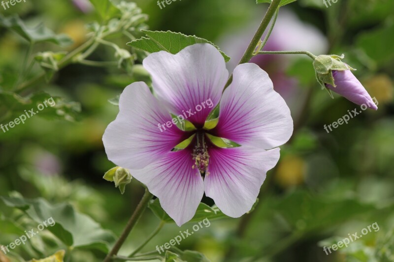 Flower White California Bloom Nature