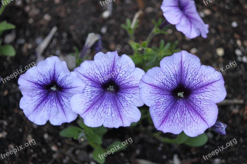 Flower Blue California Bloom Nature