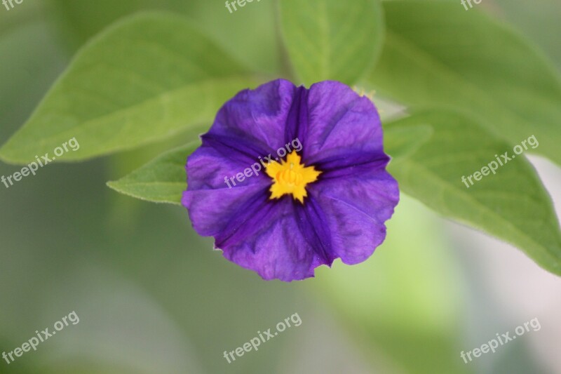 Flower Purple California Bloom Nature