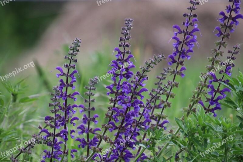 Flowers Violet Plants Garden Gardening