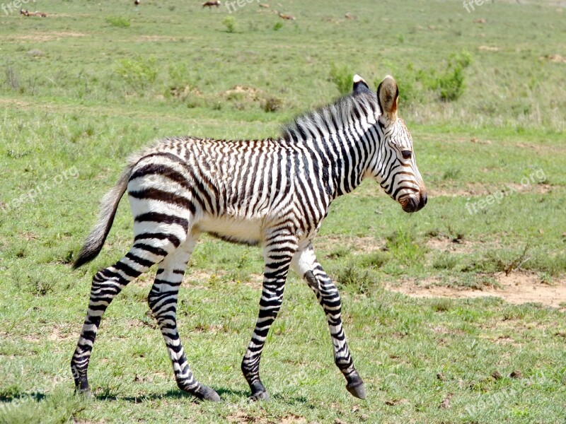 Zebra Zebra Baby Young Zebra Hartmann's Mountain Zebra Mountain Zebra