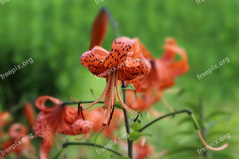 Tiger Lily Orange Spotted Flower