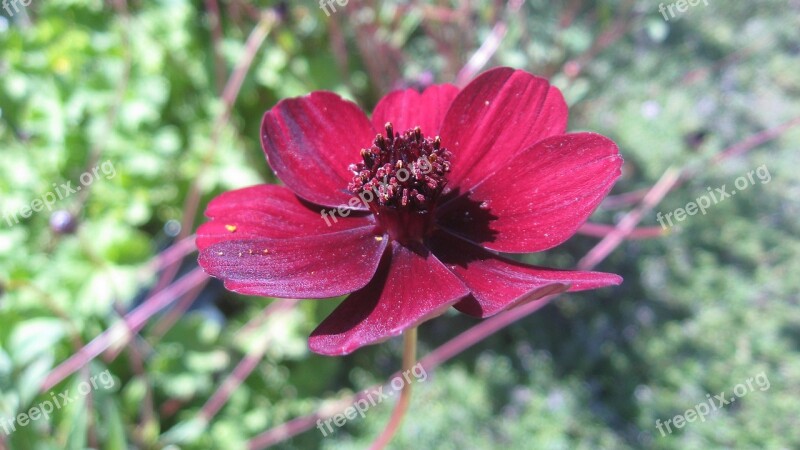 Red Cosmos Flower Nature Yellow