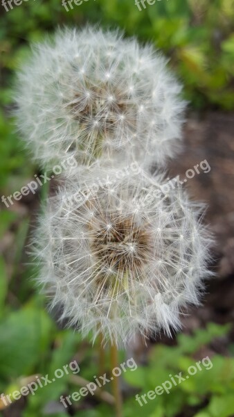 Dandelion Blossom Bloom Nature Plant