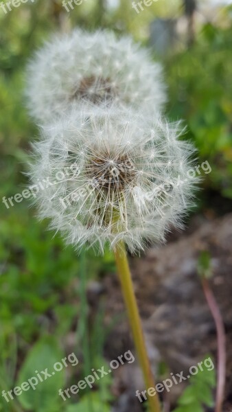 Dandelion Nature Plant Flower Spring