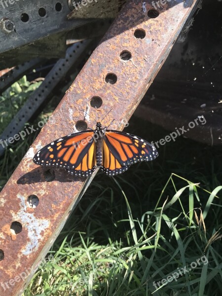 Butterfly Monarch Grass Nature Colorful