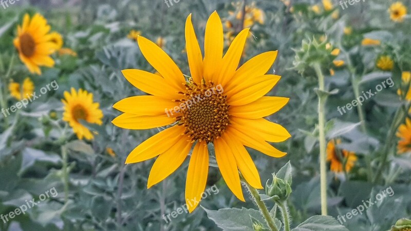 Sunflower Flower Bloom Yellow Summer