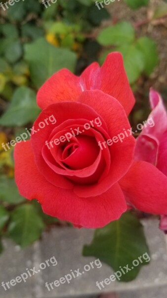 Rose Red Flower Garden Bloom