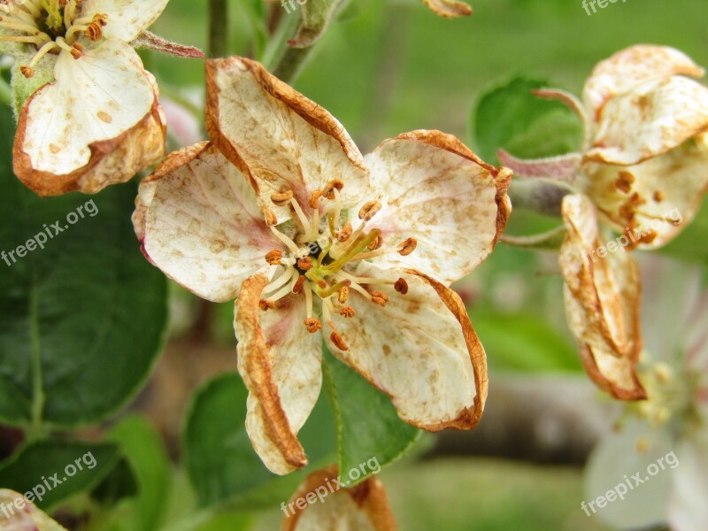 Apple Blossoms White Withered Spring Apple