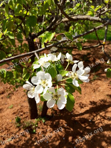 Campaign Nature Flowers Spring Summer