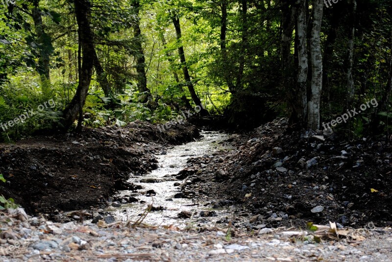 Bach Forest Water Nature Landscape