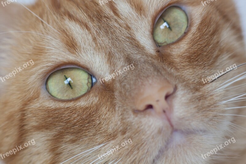 Cat Pet Animals Portrait Eyes