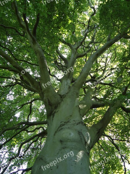 Mature Beech Tree Trunk Branches