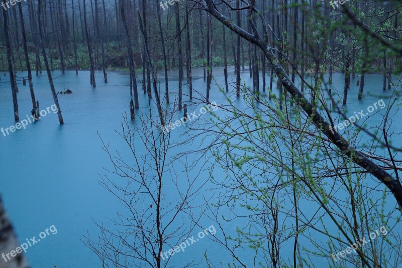 Blue Pond Hokkaido Flooded Woodland Spring Nature