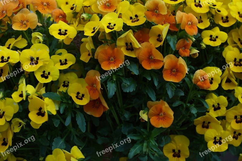 Flower Of Hokkaido Spring Nature Springtime Colorful