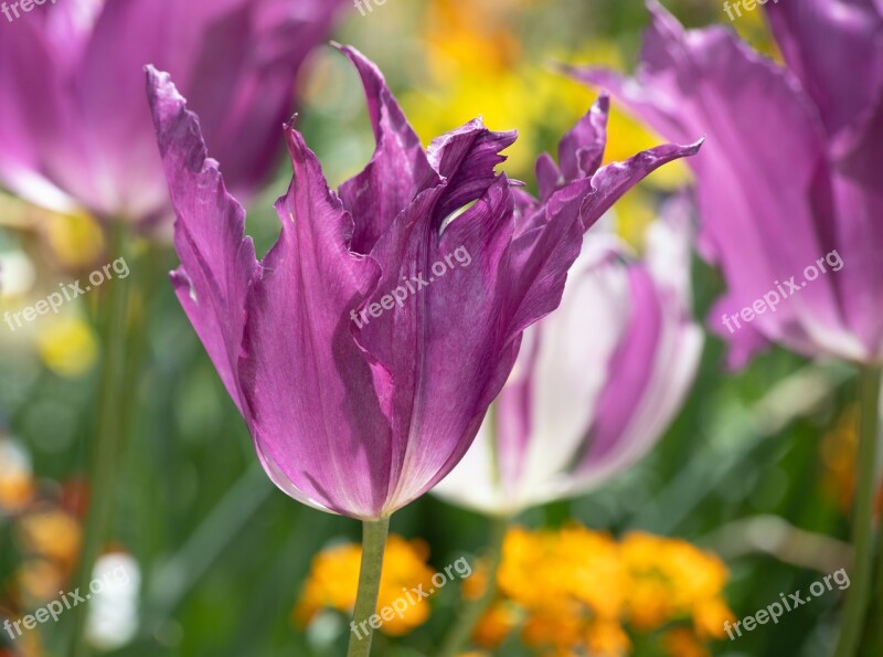 Tulip Flower Plant Ornamental Plant Flora